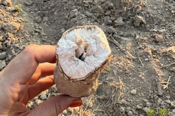 whats in boba? cassava plant