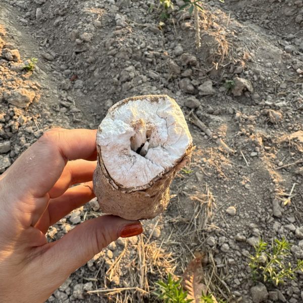 whats in boba? cassava plant